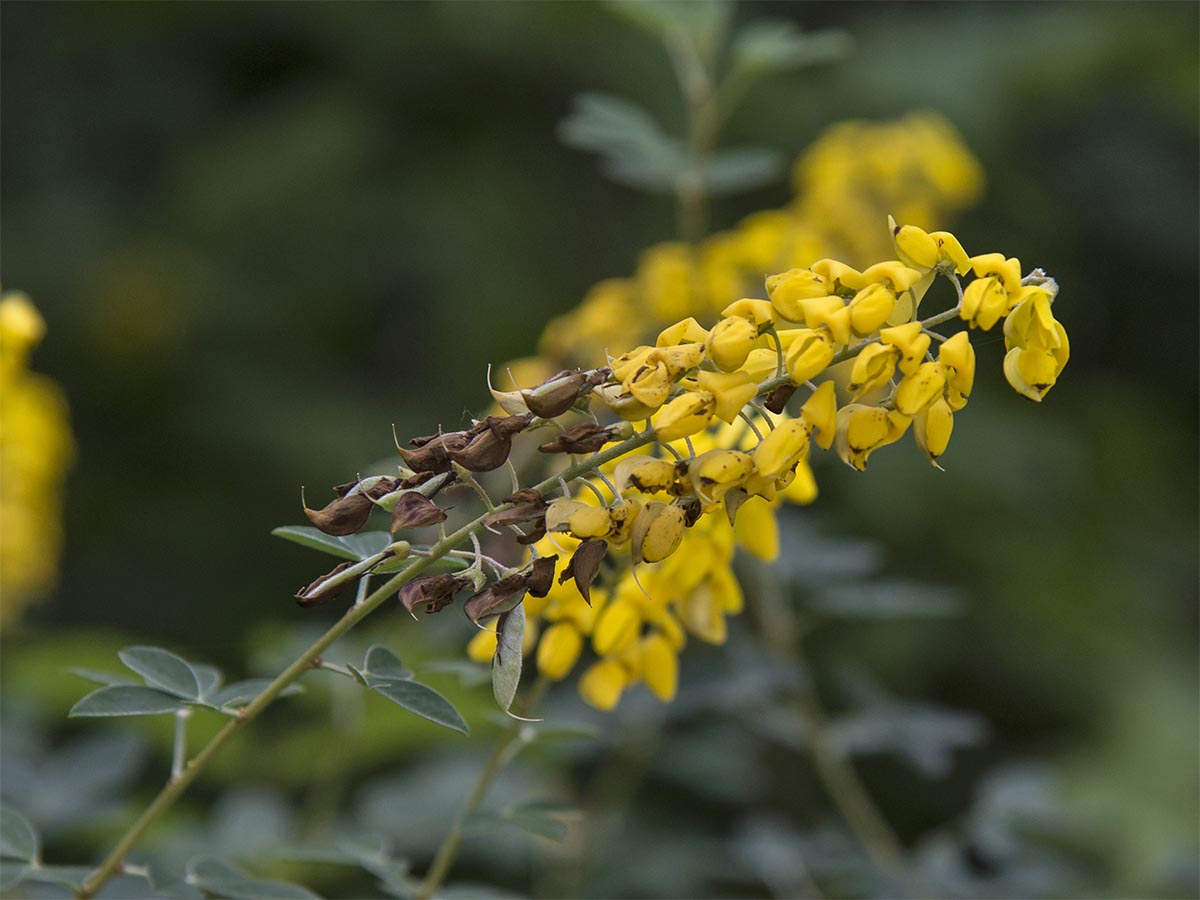 Cytisus nigricans